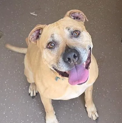 An adult large-sized male Retriever dog named Gunner for adoption in South Bend, IN