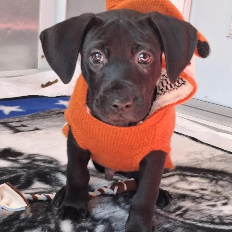 A baby medium-sized male Black Catahoula Leopard Dog named Gumbo for adoption in Freeport, FL