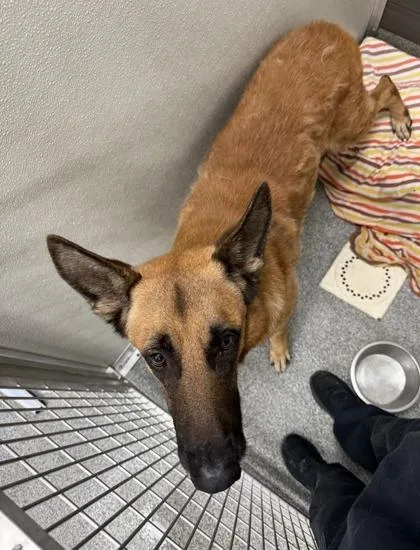 An adult large-sized male German Shepherd Dog dog named Bullwinkle for adoption in West Chester, PA
