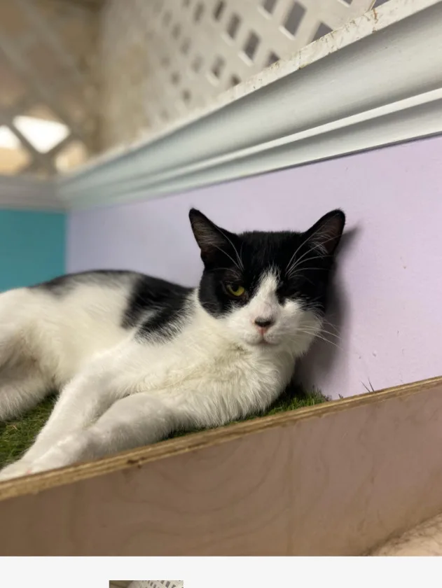 A young medium-sized female Black & White / Tuxedo Domestic Short Hair cat named Summer for adoption in Chicago, IL