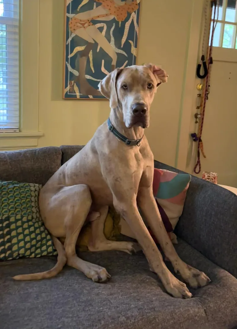 Goofy