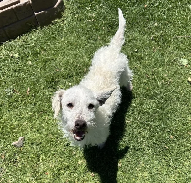A young small-sized male Poodle dog named Jicama for adoption in Copiague, NY