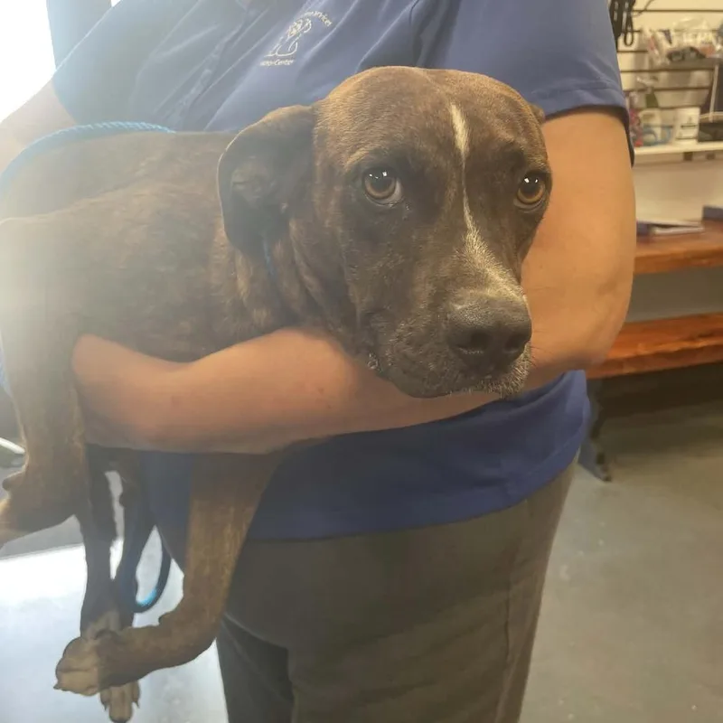 An adult medium-sized male Brindle Mixed Breed dog named Oregon for adoption in Dickinson, TX