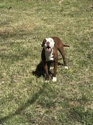 An adult medium-sized female Pit Bull Terrier dog named Harmonica for adoption in Cumming, GA