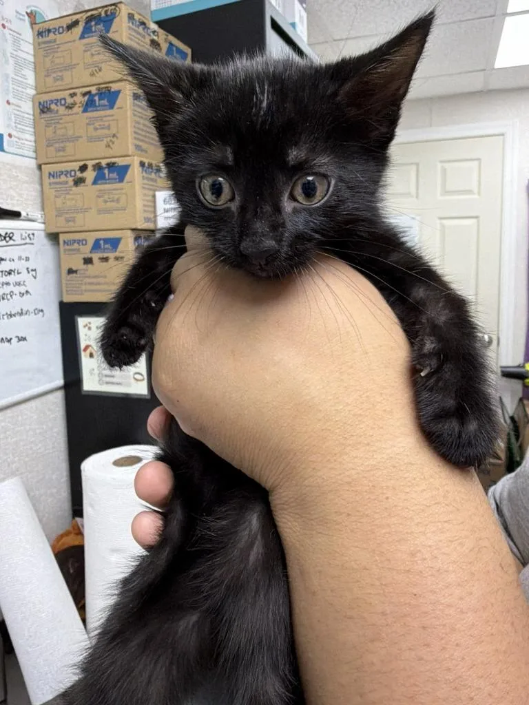 A baby medium-sized male Domestic Short Hair cat named Sam K. for adoption in Pomona, NY
