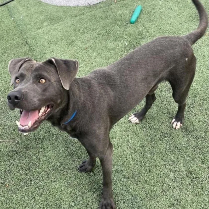 An adult large-sized male Gray / Blue / Silver Retriever dog named Ace Frehley for adoption in Bartlett, TN
