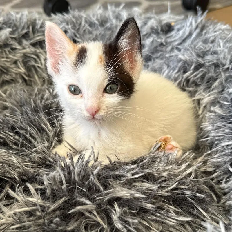 A baby small-sized female White Domestic Short Hair cat named Biscuit for adoption in Escondido, CA