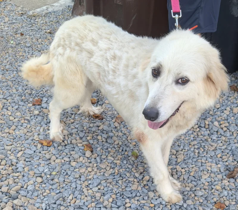 An adult large-sized female Great Pyrenees dog named Bella D for adoption in Sardinia, OH
