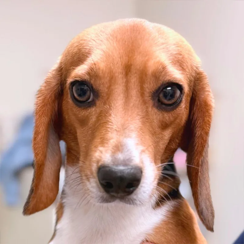 A young small-sized female Beagle dog named Flutter for adoption in LOXAHATCHEE, FL
