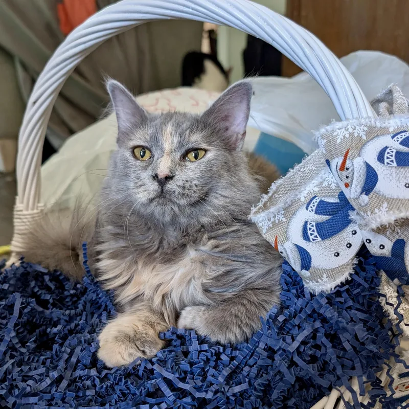 A baby medium-sized female Dilute Calico Domestic Long Hair cat named Perla for adoption in Smithfield, NC