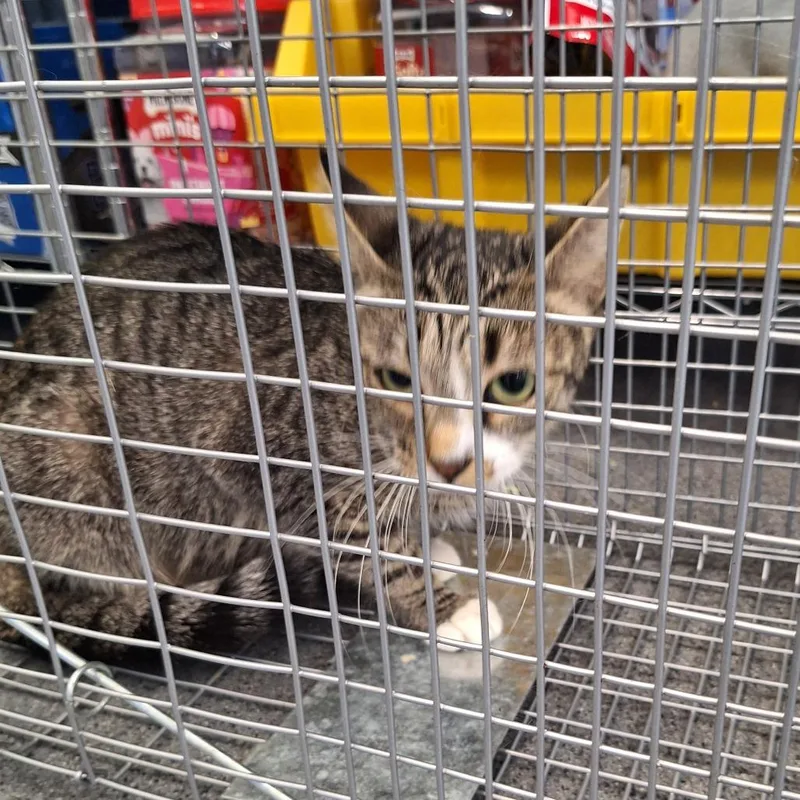 An adult small-sized female Gray / Blue / Silver Domestic Short Hair cat named Sassy for adoption in Montgomery, AL