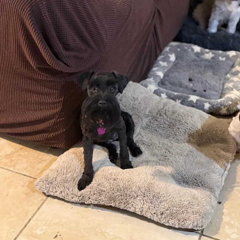 An adult small-sized female Black Miniature Schnauzer dog named Rugar for adoption in Phoenix, AZ