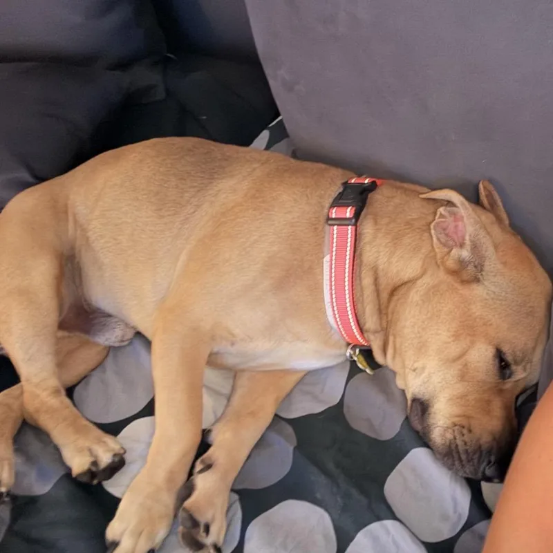 A baby medium-sized male Yellow / Tan / Blond / Fawn Pit Bull Terrier dog named Riley for adoption in San Diego, CA
