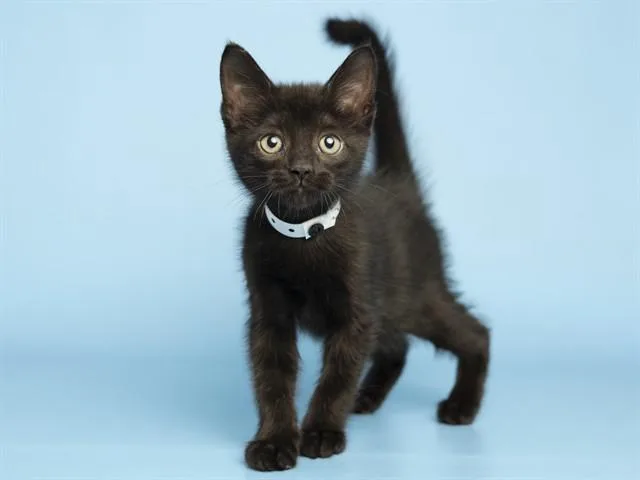 A baby small-sized male Domestic Short Hair cat named Vathar for adoption in Phoenix, AZ