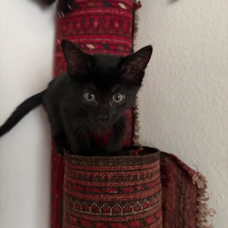 A baby small-sized male Black Domestic Short Hair cat named Mooshi for adoption in Spokane, WA