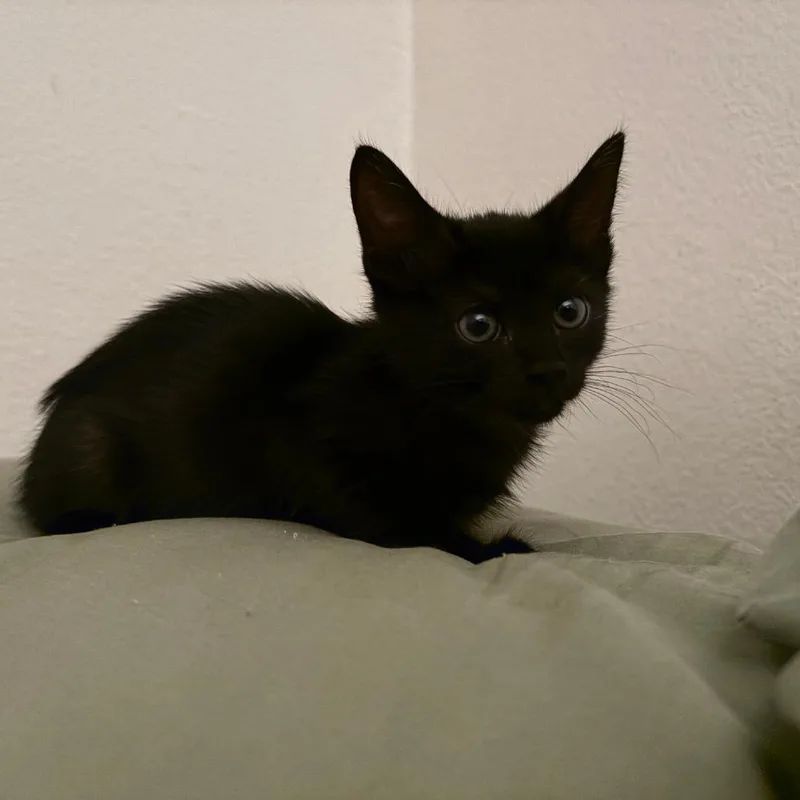 Mooshi thumbnail 3