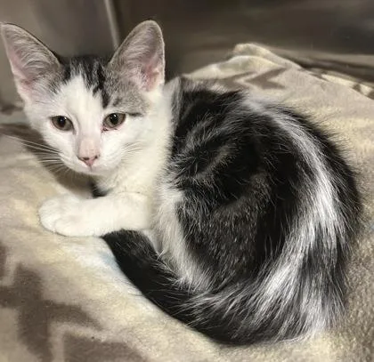 A young small-sized female Domestic Short Hair cat named Bobbi for adoption in Phoenix, AZ