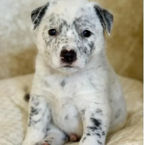 A baby medium-sized male Merle (Blue) Cattle Dog dog named Spot for adoption in Santa Rosa, CA