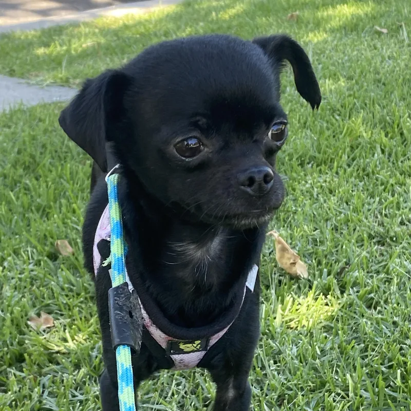 An adult small-sized female Black Chihuahua dog named Pip for adoption in Whittier, CA