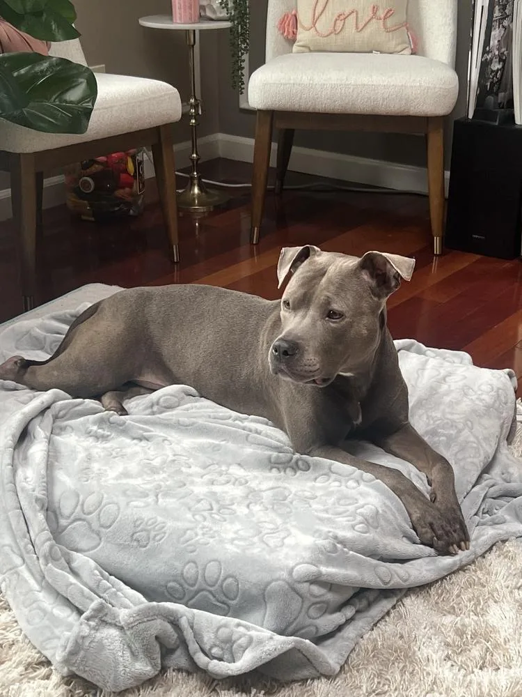 A young medium-sized female Gray / Blue / Silver American Staffordshire Terrier dog named Veronica for adoption in Brewster , NY