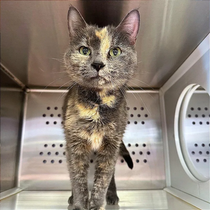 Priscilla Carrington