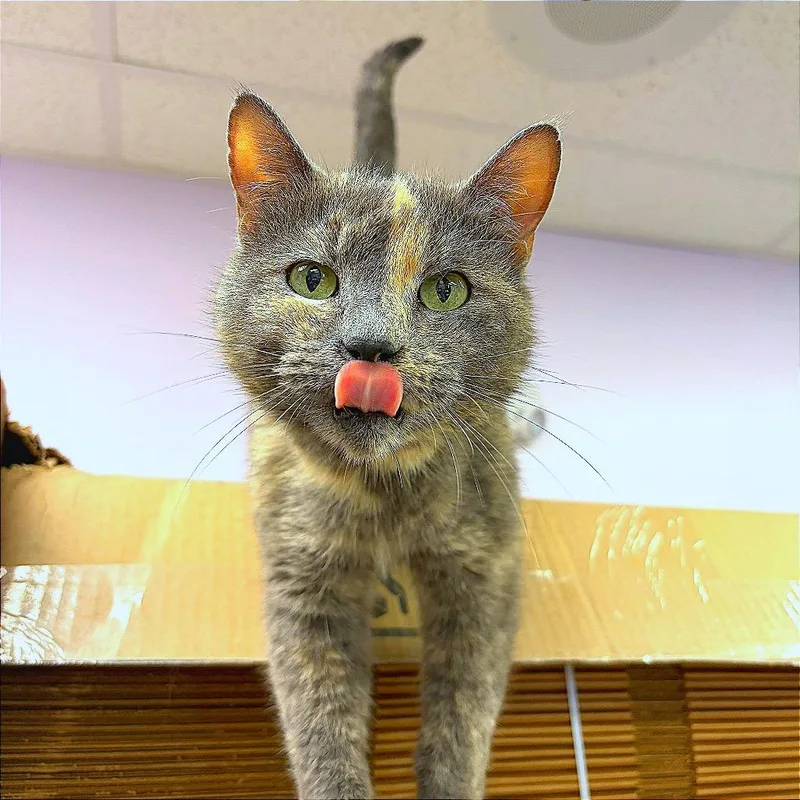 Priscilla Carrington thumbnail 2