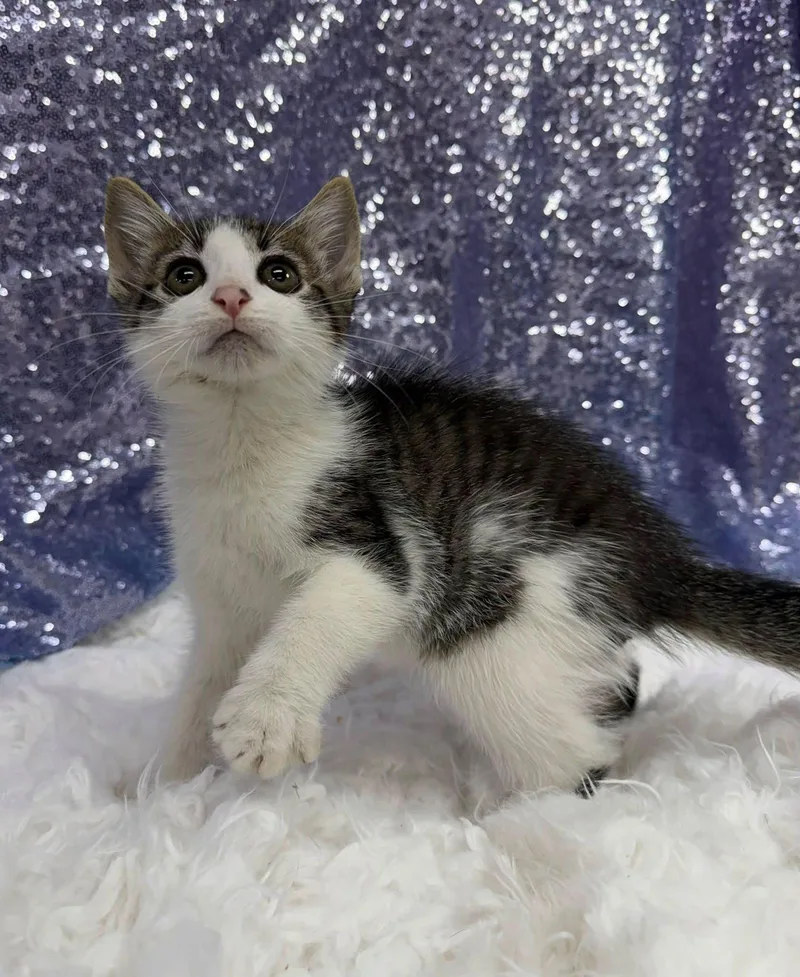 A young medium-sized male Domestic Short Hair cat named Cash for adoption in Clarkesville, GA