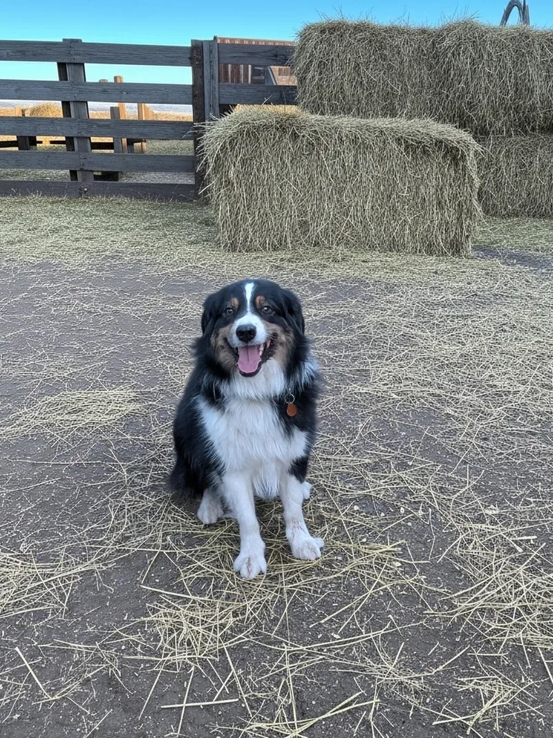 An adult medium-sized male Black Australian Shepherd dog named Teddy for adoption in COEUR D ALENE, ID