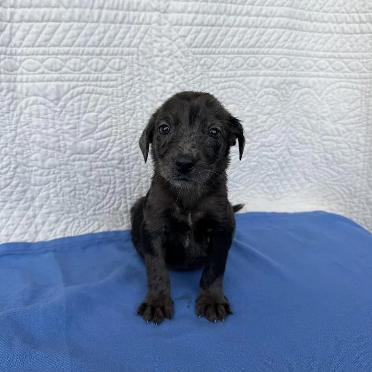 A baby small-sized female Black Terrier dog named Spicy Mayo for adoption in Carencro, LA