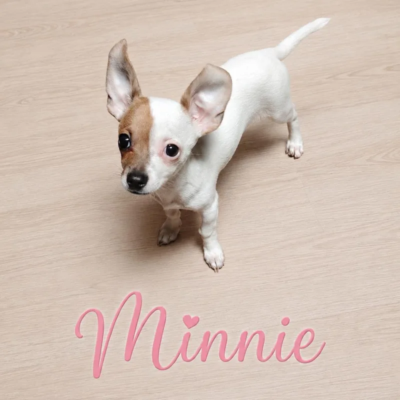 A baby small-sized female White / Cream Chihuahua dog named Minnie for adoption in Phoenix, AZ