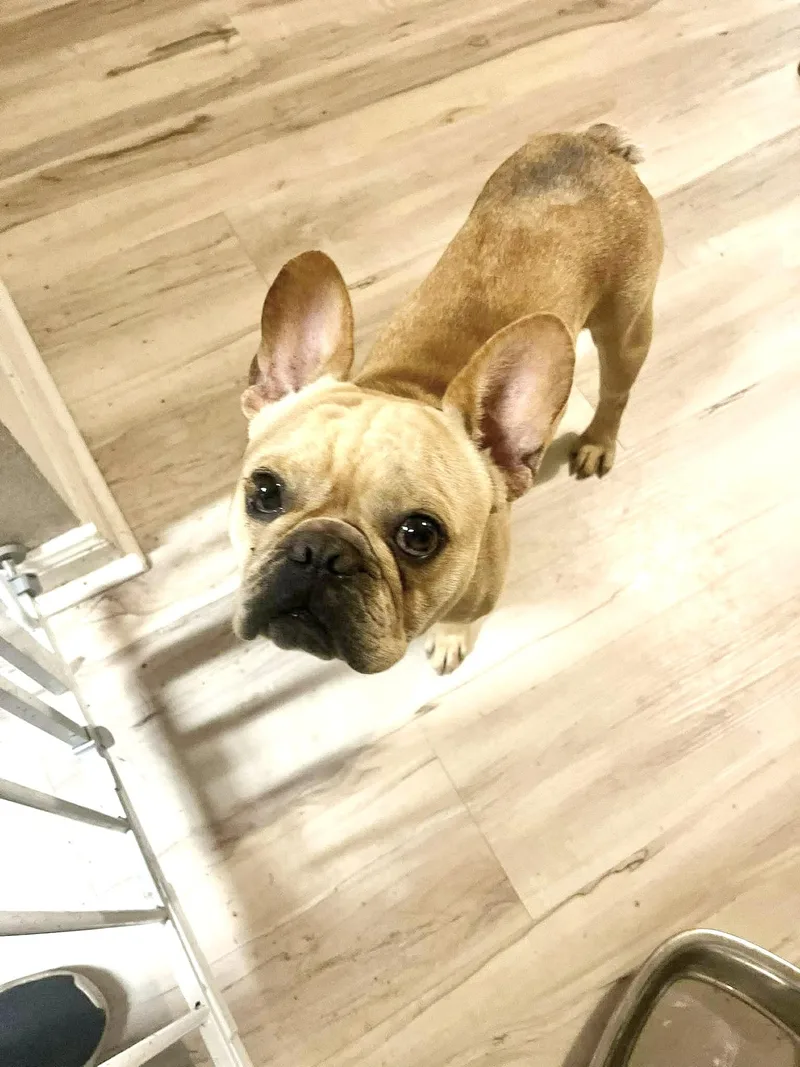 Dev