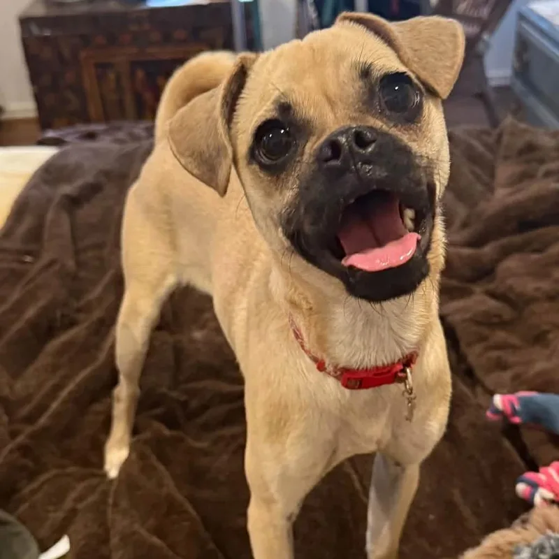 A young small-sized female Yellow / Tan / Blond / Fawn Pug dog named Vivi for adoption in Allen, TX