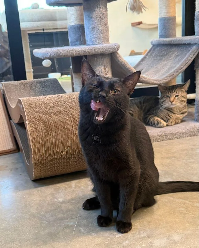 A young medium-sized female Black Domestic Short Hair cat named Taylor for adoption in Evanston, IL
