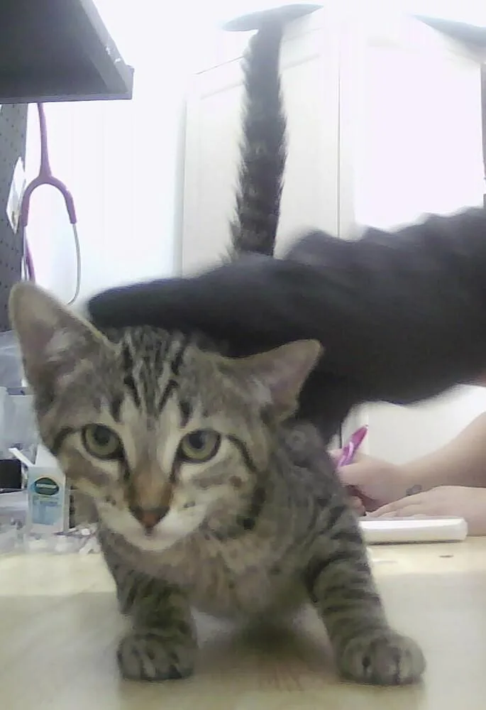 A baby small-sized male Tabby (Brown / Chocolate) Domestic Short Hair cat named Jay for adoption in Anoka, MN