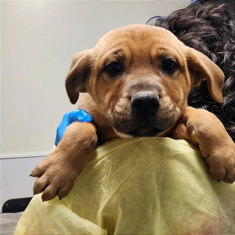 A baby small-sized male Brown / Chocolate Boxer dog named Meatlug for adoption in Novelty, OH