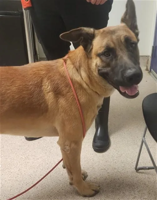 A young large-sized male Belgian Shepherd / Malinois dog named Max for adoption in Bakersfield, CA