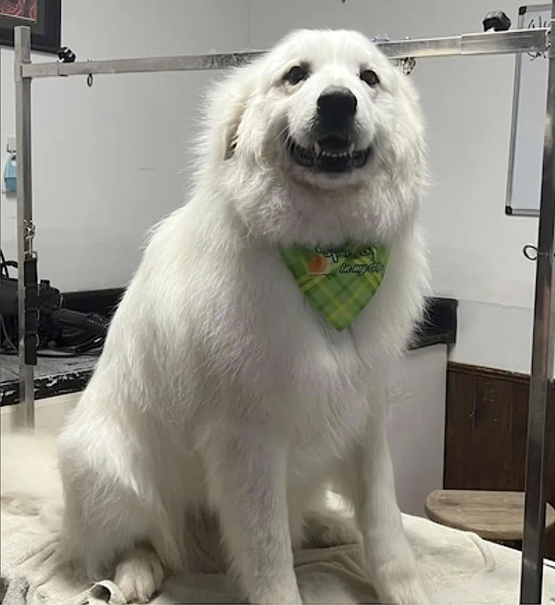 Sampson