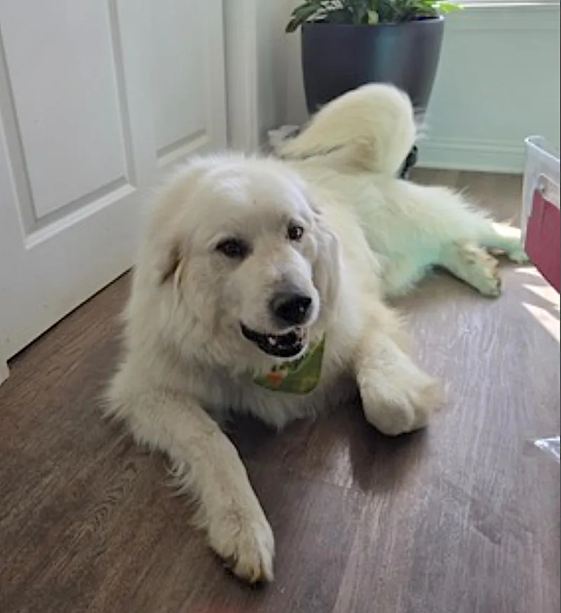 Sampson thumbnail 2