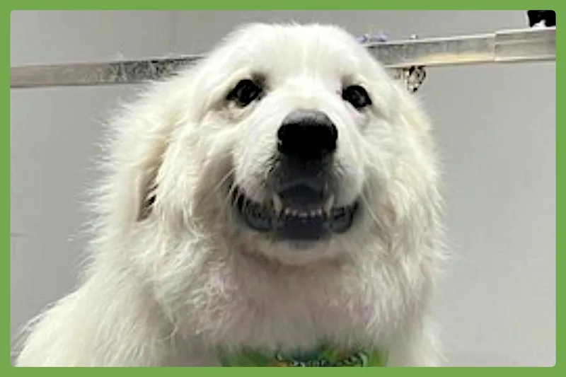 Sampson thumbnail 3