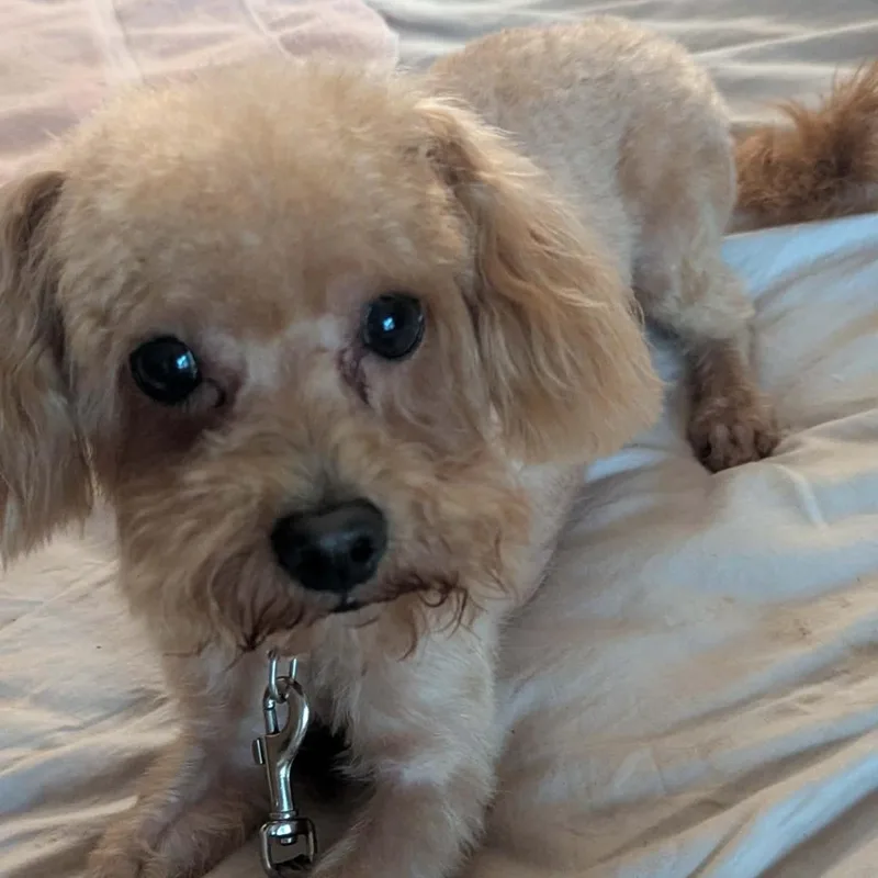 An adult small-sized male Red / Chestnut / Orange Poodle dog named Charlie for adoption in Springfield, MO