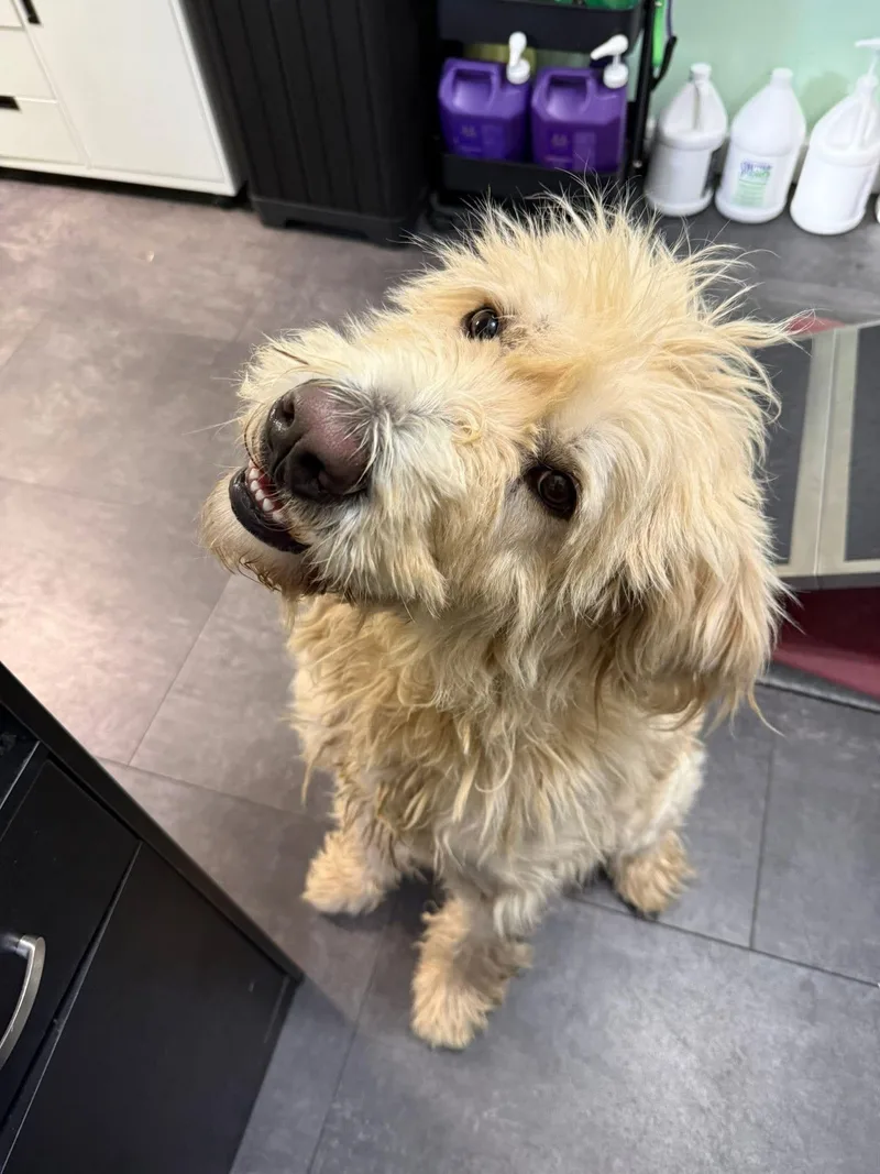 Chandler thumbnail 2