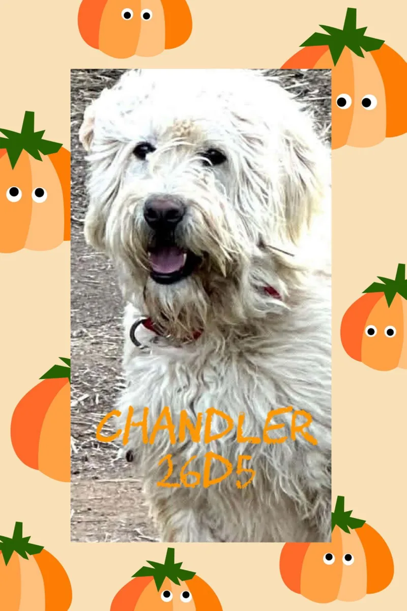 Chandler thumbnail 3