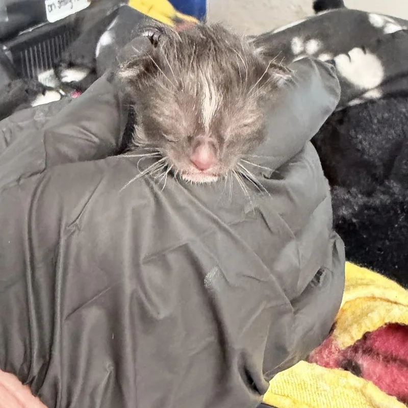 A baby small-sized female Black Domestic Medium Hair cat named Jackie for adoption in Medford, OR