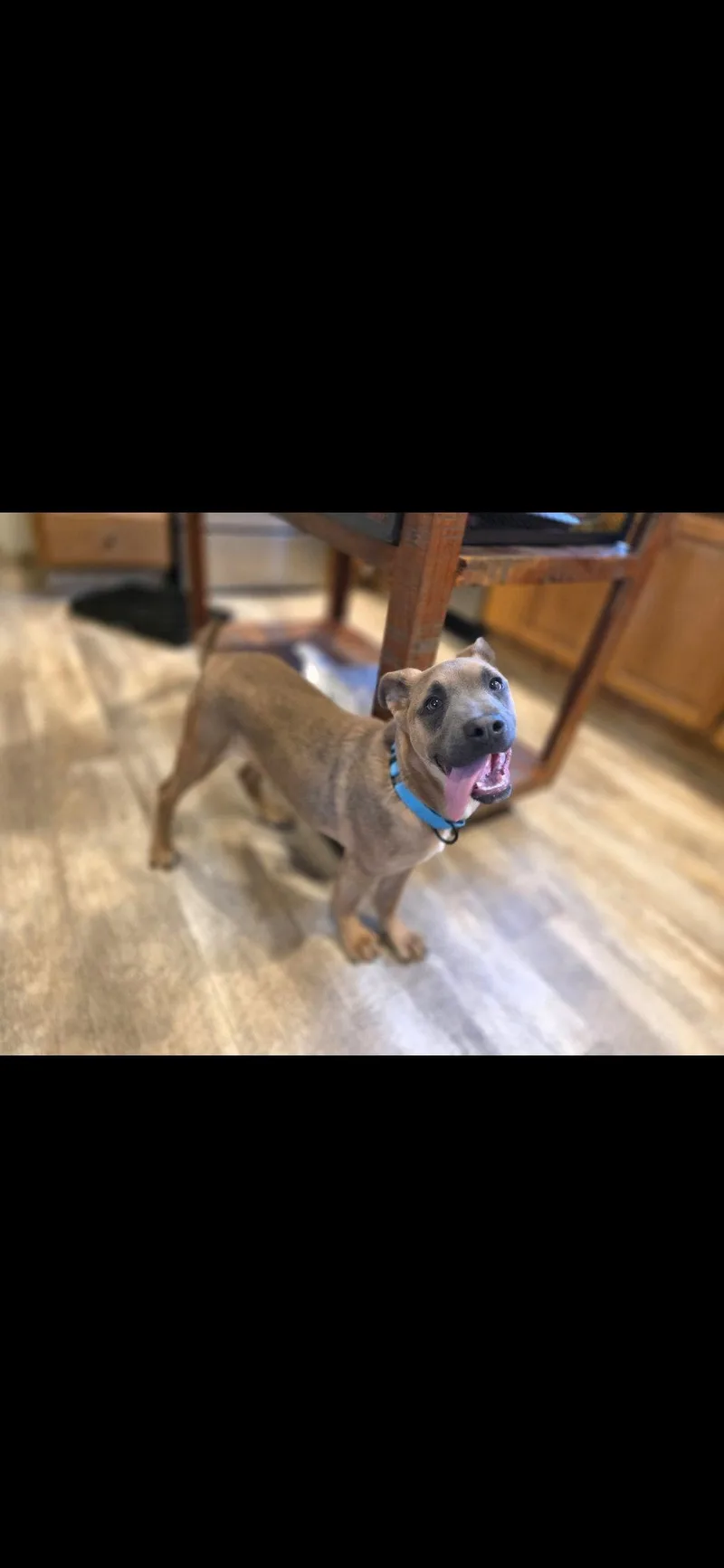 A baby large-sized male Shepherd dog named Drago for adoption in New London, WI