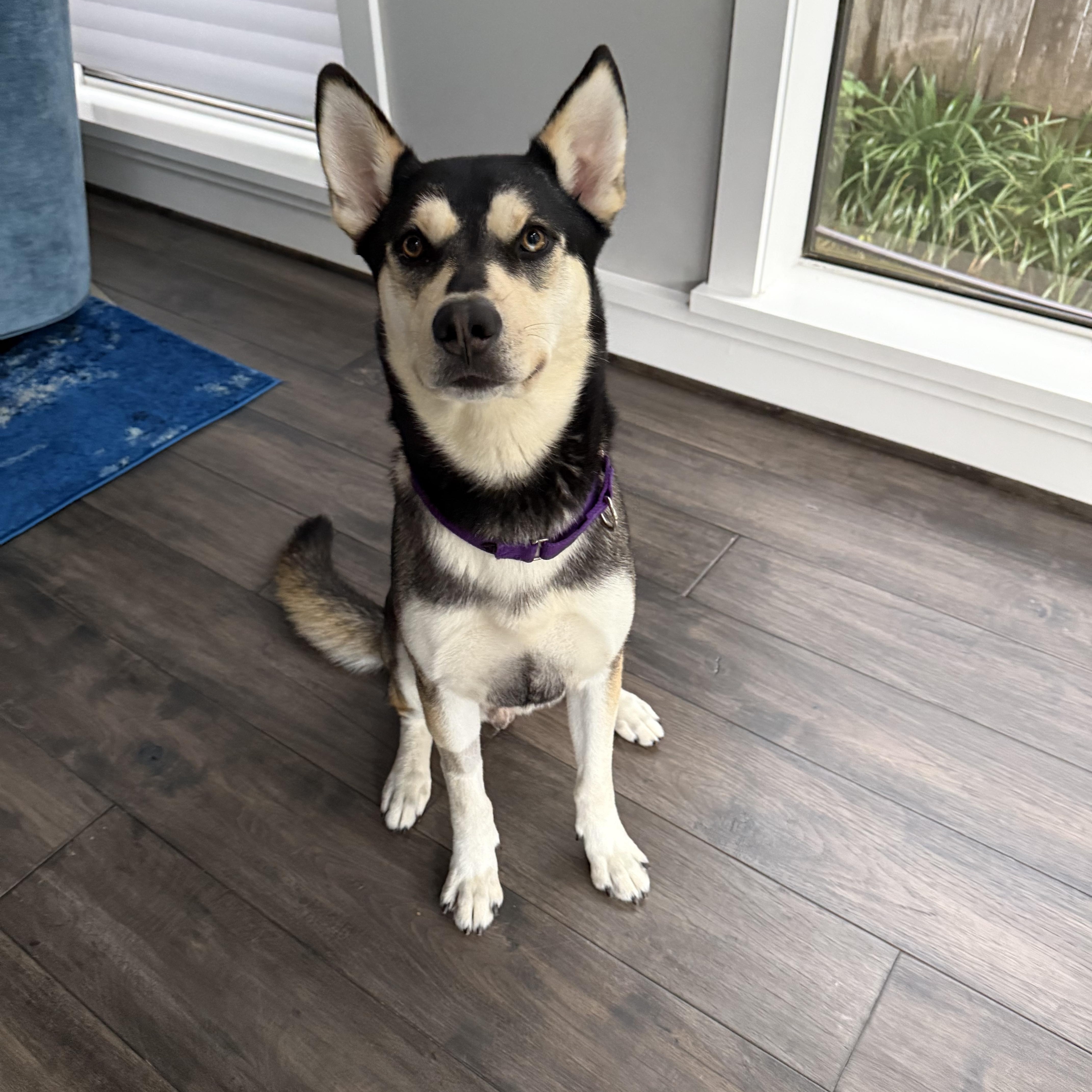 An adult medium-sized male Tricolor (Brown, Black, & White) Husky dog named Juneau for adoption in Houston, TX
