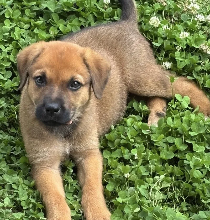 A baby medium-sized female Black Husky dog named Logan for adoption in White Lake, MI