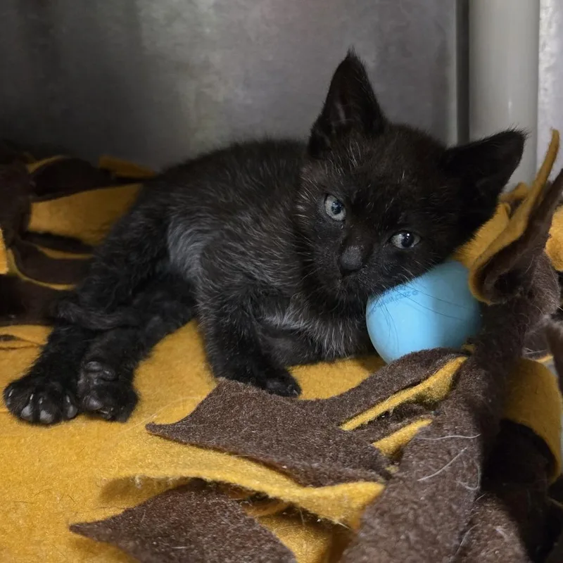 A baby small-sized male Black Domestic Short Hair cat named Xeno for adoption in Ramona, CA