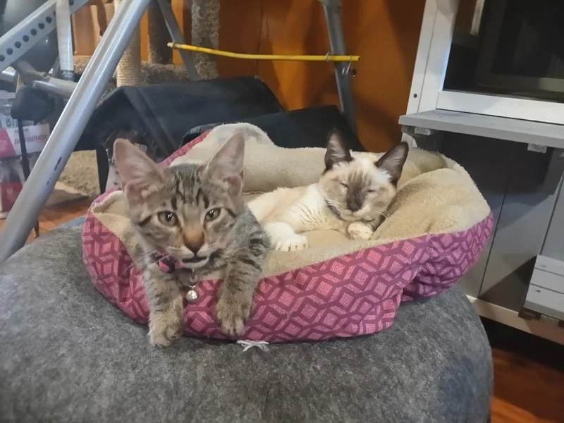 Pumpernickel thumbnail 2