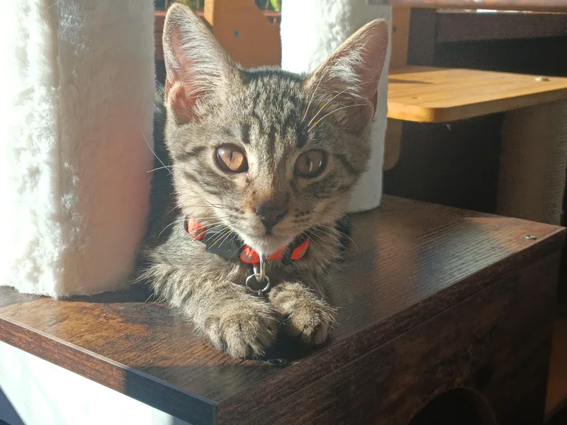 Pumpernickel thumbnail 3