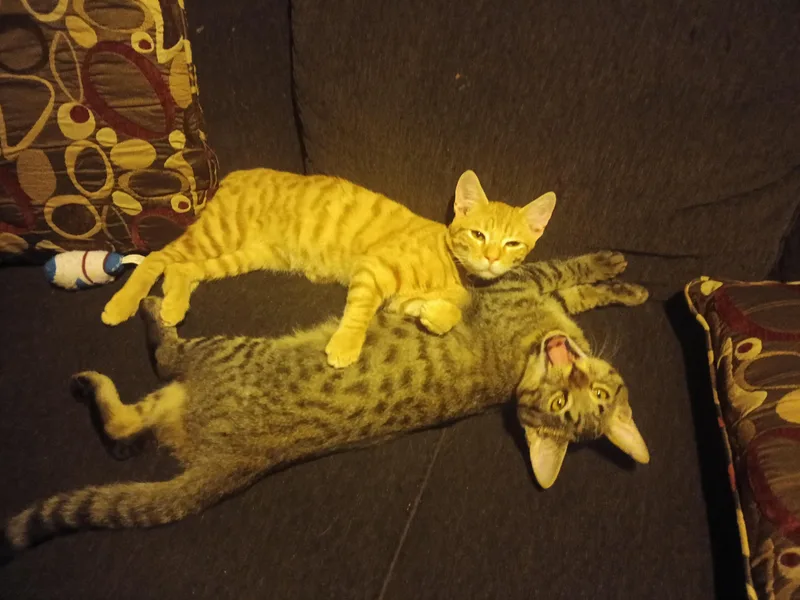 Pumpernickel thumbnail 4